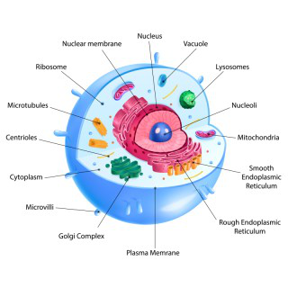Eukaryotic Cells: Definition, Structure, and Characteristics