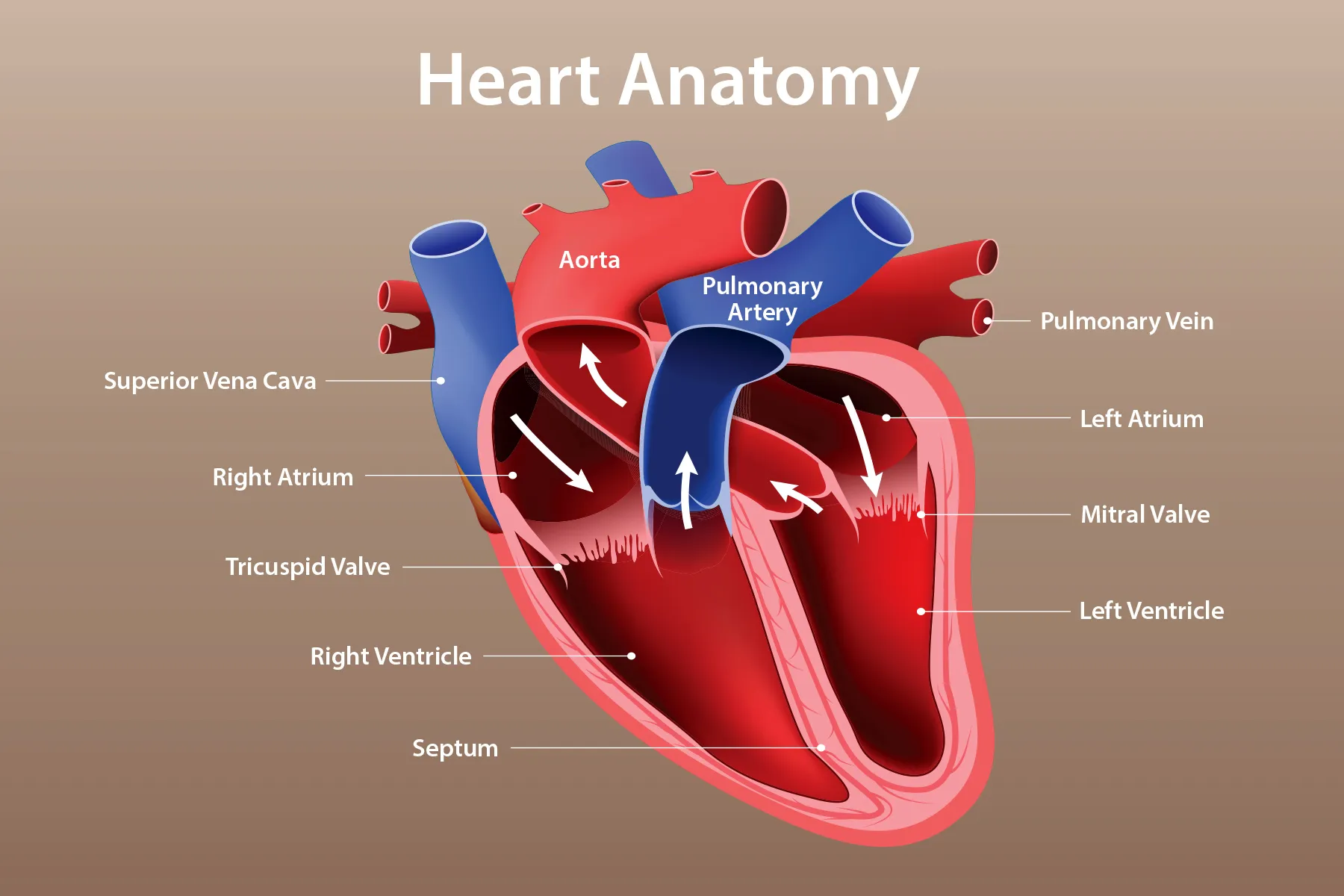 circulatory system.